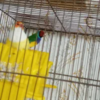 فنچ گلدین تک نر زرد موجوده|پرنده|رشت, علی آباد|دیوار