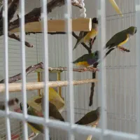 فنچ گلدین|پرنده|نیشابور, شهرک قدس|دیوار