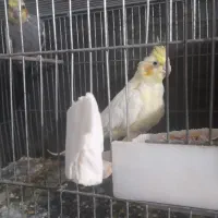 جفت مولد عروس هلندی روی تخم ماده تک