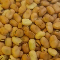 باقالی خشک امسالی