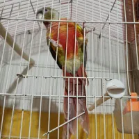 گرینچیک|پرنده|بروجرد, |دیوار