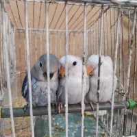 جوجه کوتوله برزیلی دونه خور دستی