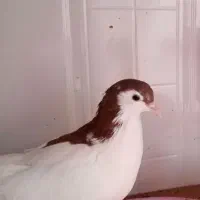 کفتر خوش رنگ