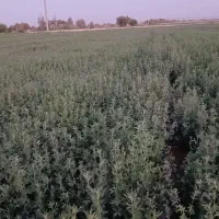 یونجه پرس شده|لوازم جانبی حیوانات|کهنوج, |دیوار