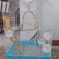 عروس هلندی جفت مولد تازه جوجه دادن