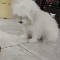 شیتزو|سگ|اسلامشهر, شهرک سالور|دیوار