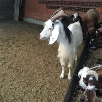 بز ماده و بزقاله نر|حیوانات مزرعه|سیمین شهر, |دیوار