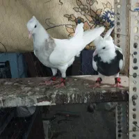 سلام|حراج|شادگان, |دیوار