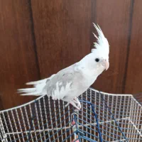 عروس هلندی|پرنده|یزدان شهر, |دیوار