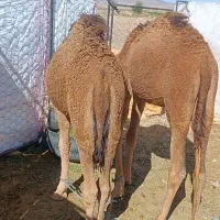 بچه شتر نر|حیوانات مزرعه|کورین, |دیوار