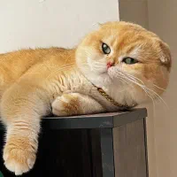 گربه بریتیش اسکاتیش گلد NY12