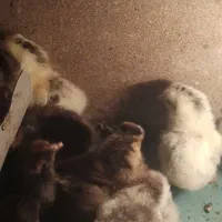 جوجه محلی سه روزه