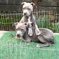 توله آمریکن پیتبول تریر آگهی کامل خوانده شود