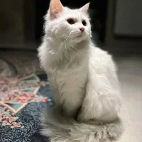 گربه دورگه پرشین اسکاتیش یک ساله