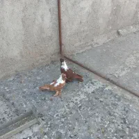 ککلی|پرنده|اردبیل, |دیوار