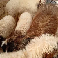 ۴ عدد بره و یک‌عدد قورچ جوان