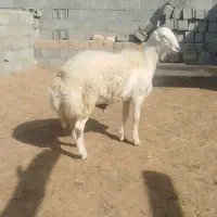 سلام دوستان عشق باز بر قوچی فروشی