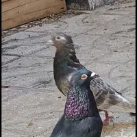 کفترا پرشی جفتگا هستن  فروشی|پرنده|سبزوار, امیر کبیر|دیوار