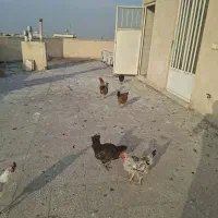 مرغ|حیوانات مزرعه|اصفهان, کوی امام جعفر صادق|دیوار