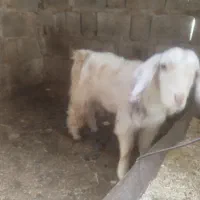 کهر نر چبیش بز کهره