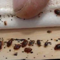 سمپاشی ساس سم پاشی سوسک بومهن پردیس تهران وحومه|خدمات نظافت|بومهن, |دیوار