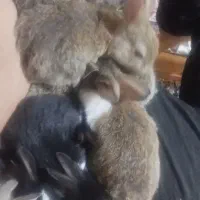 بچه خرگوش300|موش و خرگوش|یزد, |دیوار