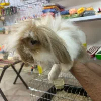 خرگوش لوپ رام|موش و خرگوش|کلاردشت, |دیوار