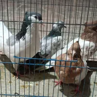 کبوتر