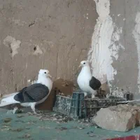 چهارتا جوجه شونی نسل دارو یه جوجه سرور