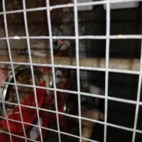 فنچ بندرلنگه|پرنده|بندرلنگه, |دیوار