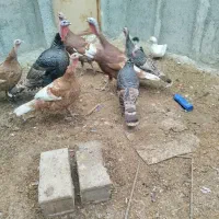 بوقلمون