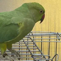 گمشده یک عدد طوطی به نام فندق