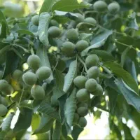 خرمالو گردوبادام  سیب آلو زیتون در نوین نهال آرش