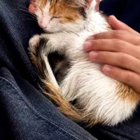 گربه dsh پنج ماهه