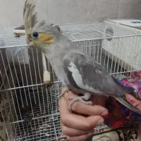 جوجه عروس هلندی|پرنده|مشهد, مصطفی خمینی|دیوار