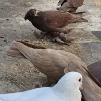 رواعب رواعبی دوکاکل|پرنده|قم, شهرک سازمان آب|دیوار