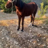 فروش‌کره‌نریون‌یا‌معاوضه‌بابز