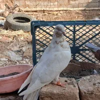 کفتر کله زرد