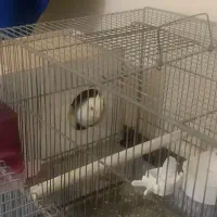 جفت عروس هلندی لوتینو|پرنده|شاهینشهر, کوی مهدیه|دیوار