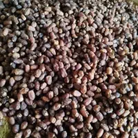 خرما گوسفندی درجه یک