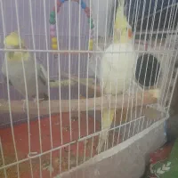 عروس هلندی  جفت