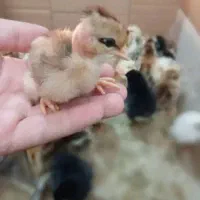خروس و جوجه محلی