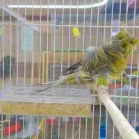 ۴قناری نر فر  ۵عالی مست بخون شلاقی|پرنده|طبس, |دیوار