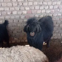 بره نر سبک وزن وچوش چاق