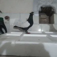 نرو ماده سینه سیاه و قهوه ای درجه یک|پرنده|اندیمشک, |دیوار