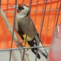 ماده سهره اماده