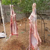 گوسفند زنده گوشتی