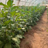درخواست گلخونه اجاره ای ۲تا ۱۰۰ هزار متر