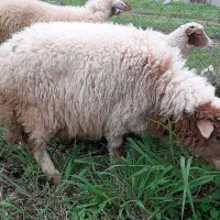 بره چهار پنج ماهه مخصوص پرورش