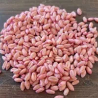 گندم پیش گام